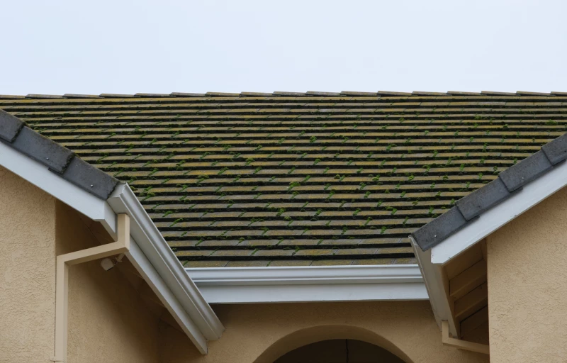 Why Moss Is More Than a Cosmetic Problem for Pacific Northwest Roofs